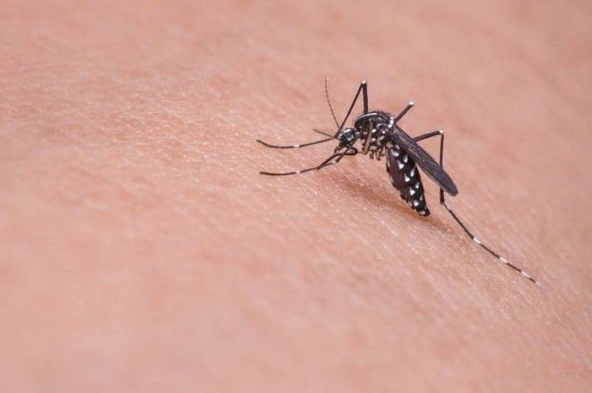 Названы причины, по которым комары выбирают своих "жертв"
