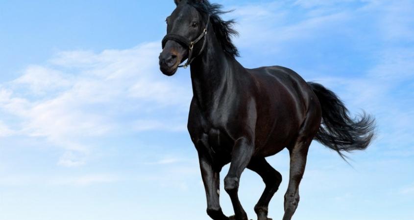 Толкование сновидений: к чему снятся лошади