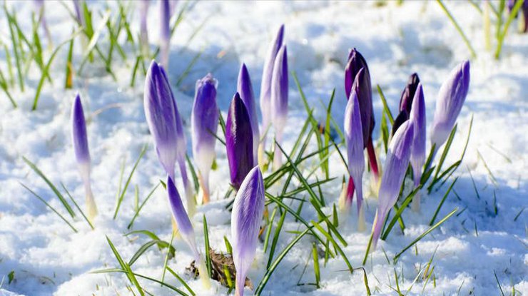 Аномальный март: синоптики уточнили прогноз на начало весны