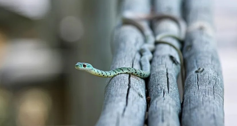 Соцсети озадачило фото со змеей, которую невозможно найти