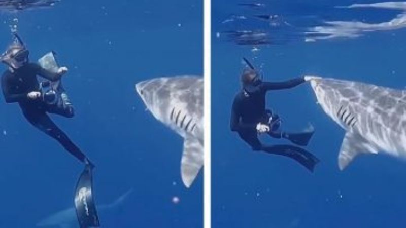 Биолог показала, как можно отбиться от акулы. ВИДЕО