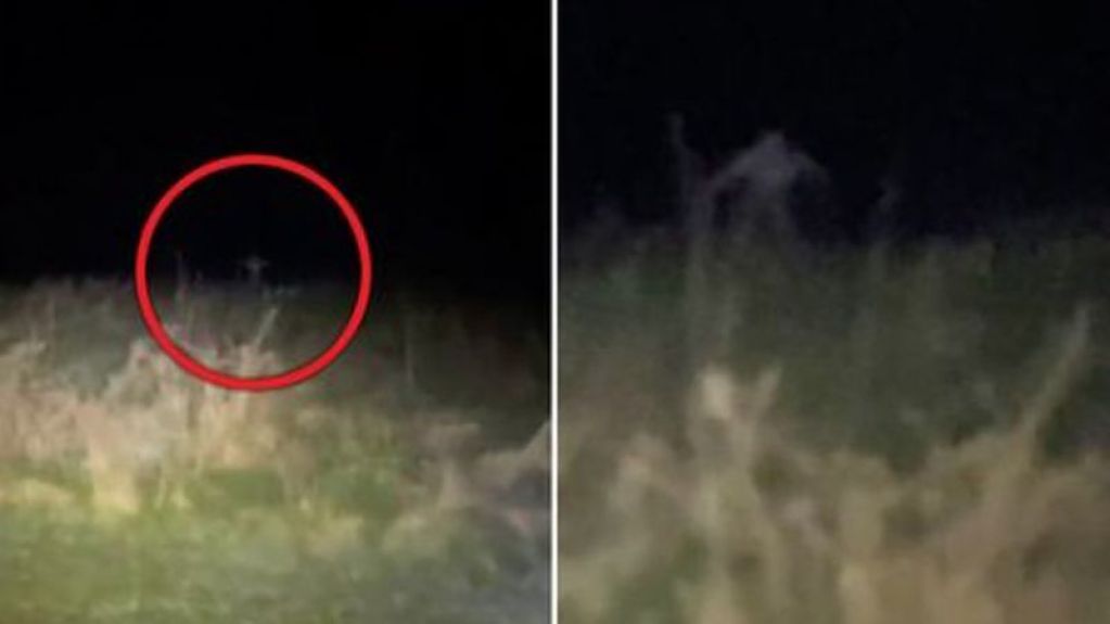 На камеру угодил тощий монстр, выскочивший из травы. ВИДЕО
