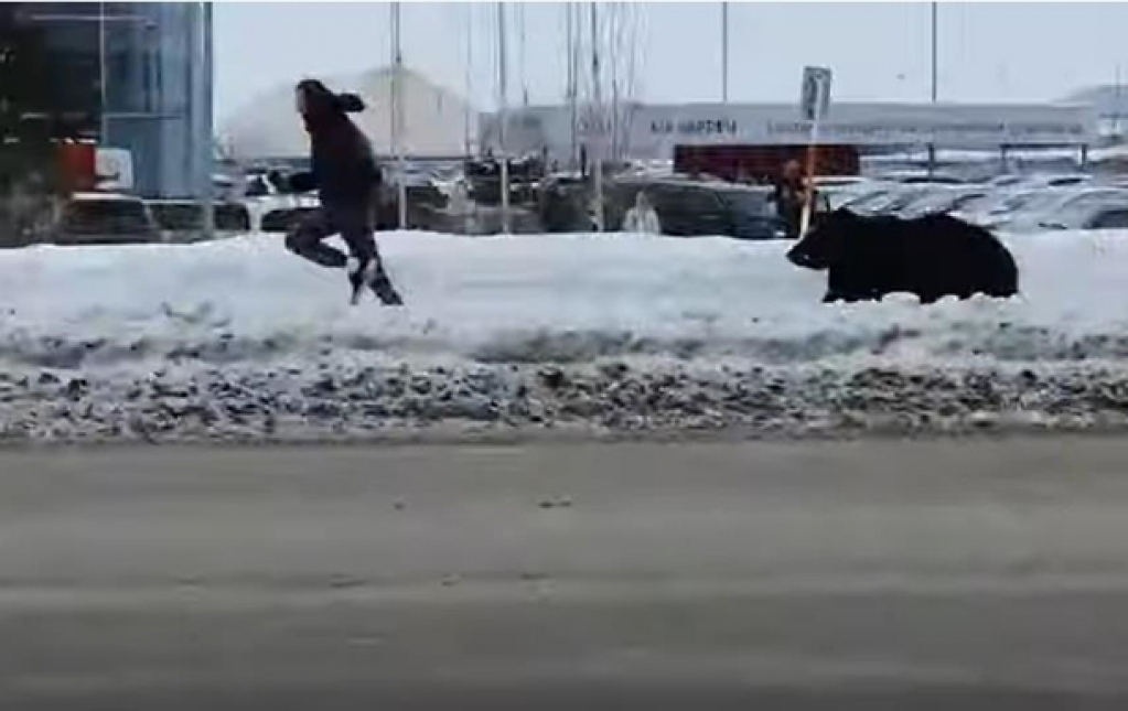 Медведь навел шороху в городе и попал под автобус. ВИДЕО
