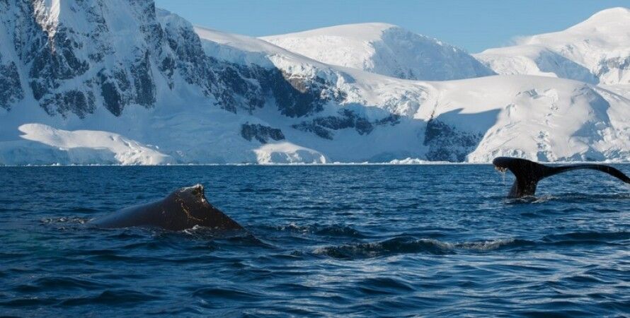 Украинские полярники разбудили кита в Антарктиде. ВИДЕО