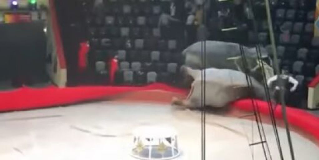 В российском цирке слоны подрались во время представления. ВИДЕО