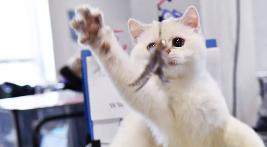 В России кот спас жизнь годовалой малышке