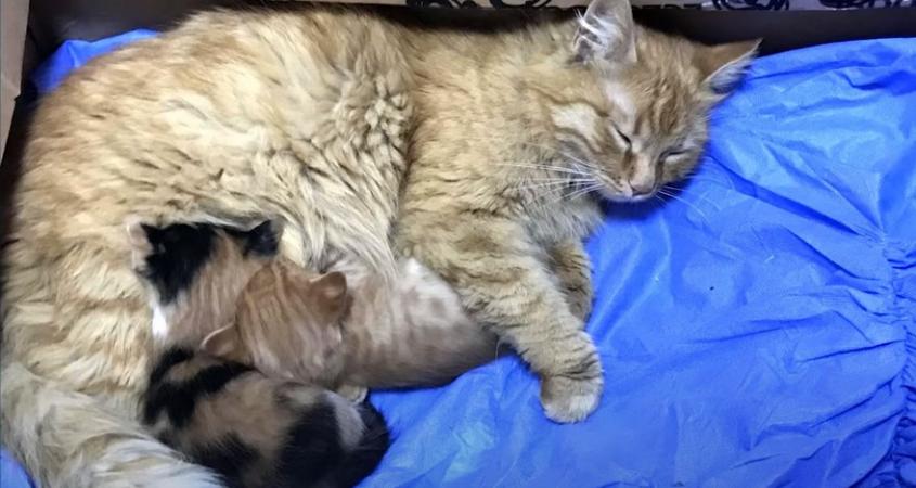 Заботливая мама-кошка принесла ветеринарам больных котят. ВИДЕО