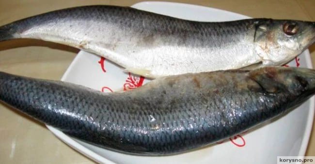 Популярную среди украинцев рыбу врачи назвали суперпродуктом 
