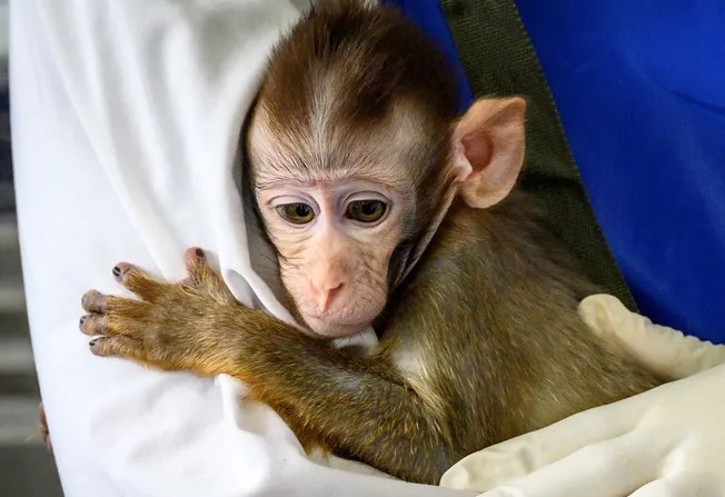 Ученые вырастили химеру, скрестив клетки человека и обезьяны