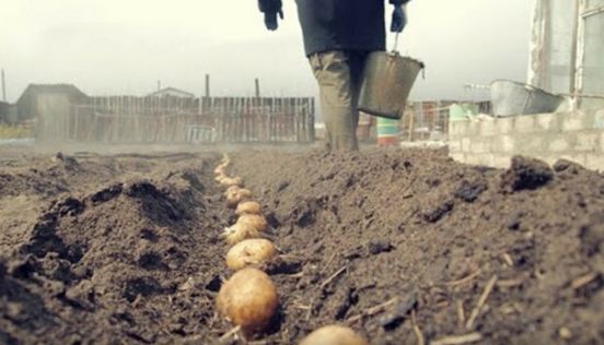 Украинская молодая картошка дороже израильской: фермеры не будут опускать цены