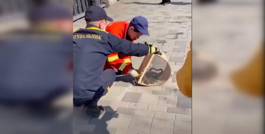 Дюжина змей после спячки "посетила" ресторан в Днепре. ВИДЕО