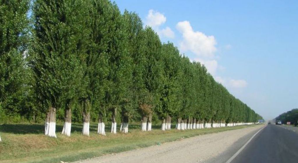 Зачем в СССР повсеместно высаживали тополя?