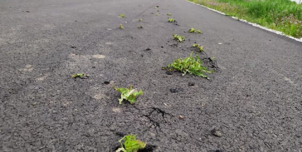 Под Днепром трава проросла сквозь новый асфальт