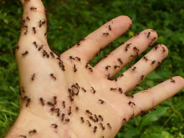 Как избавится от муравьев на огороде: ценные подсказки экспертов