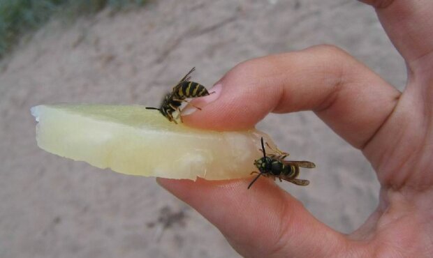 Пчелы и осы: напомнили главные правила при укусе насекомых