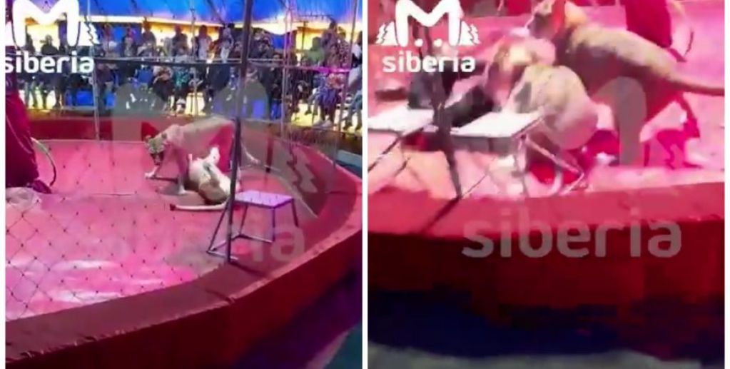 Львица напала на дрессировщика во время выступления в цирке. ВИДЕО