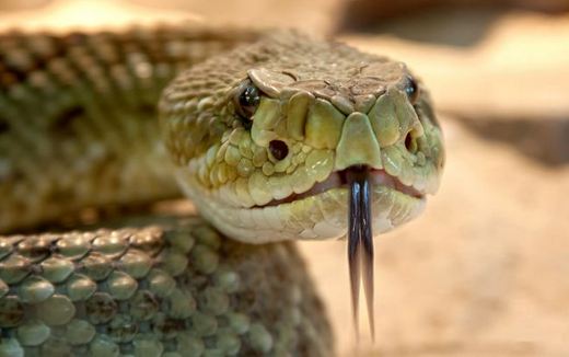 В Полтаве змея укусила ребенка на улице: как оказать первую помощь