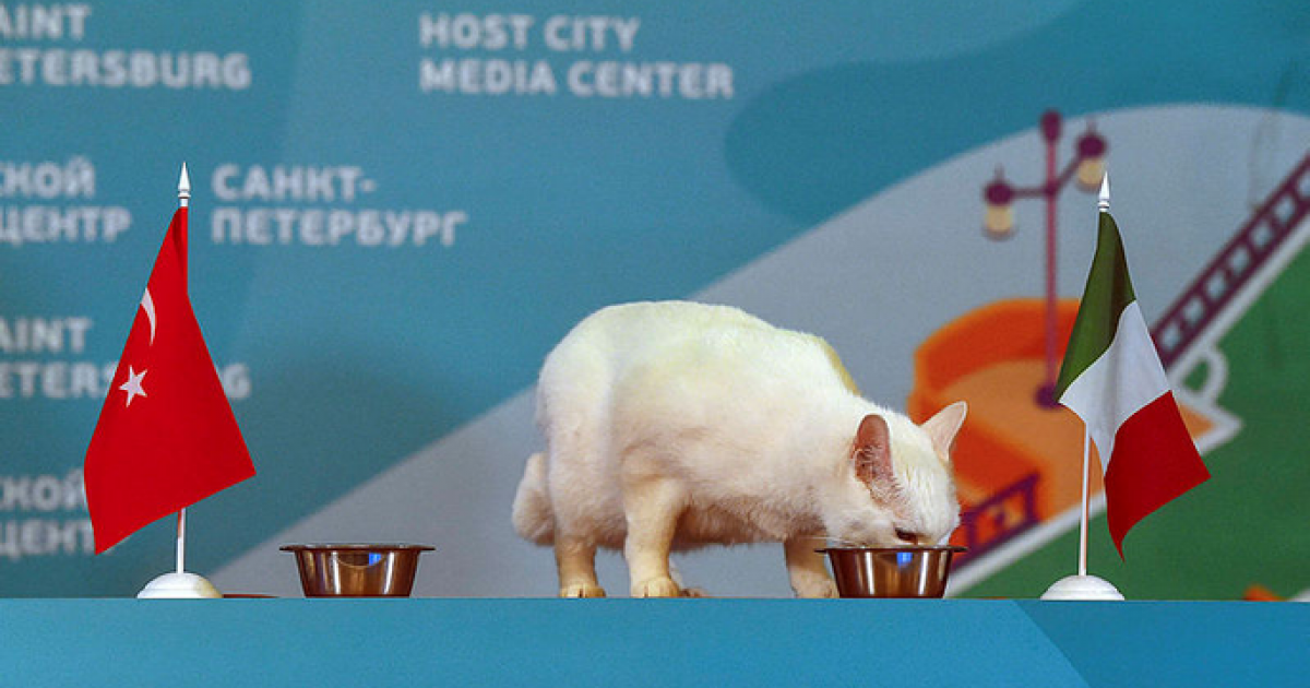 кот-оракул