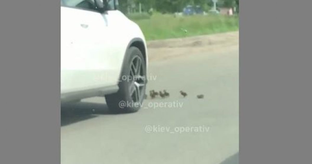 утята