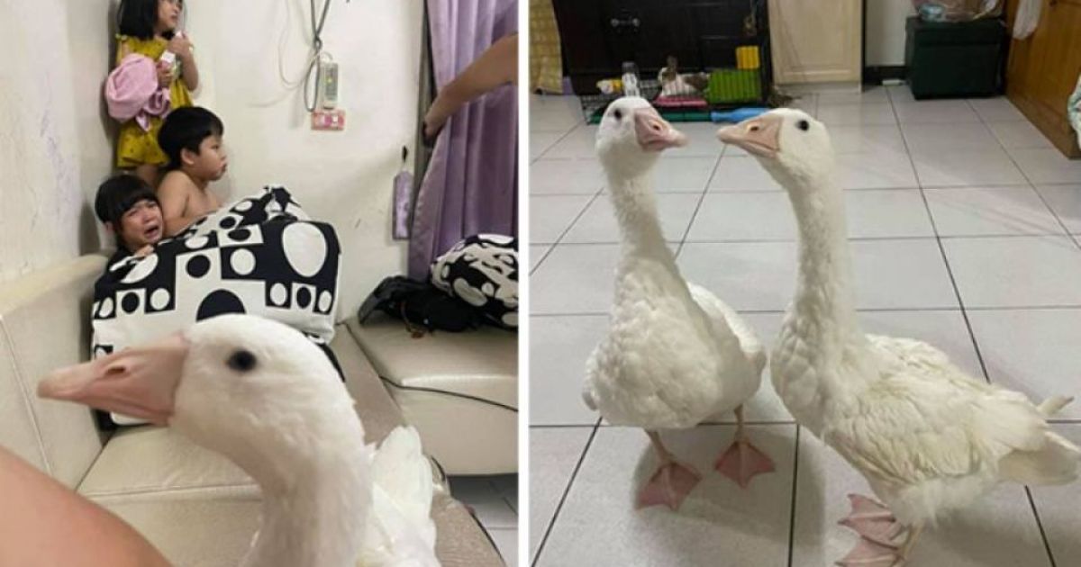 гуси