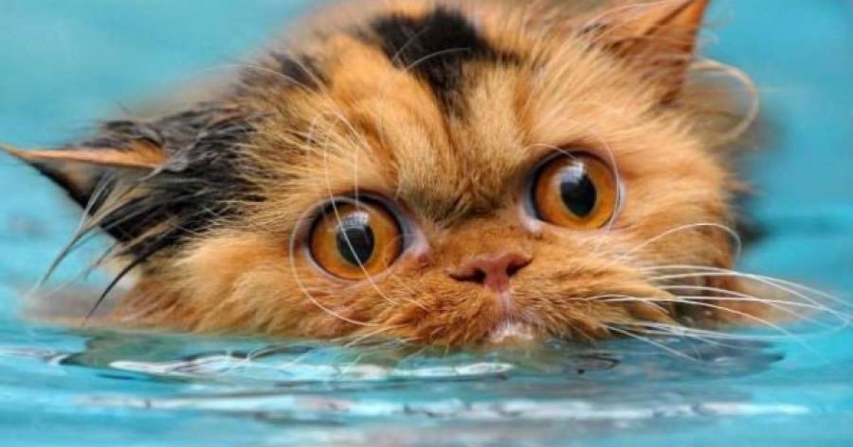 кошка
