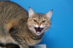 кошки