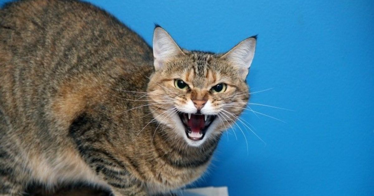 кошки