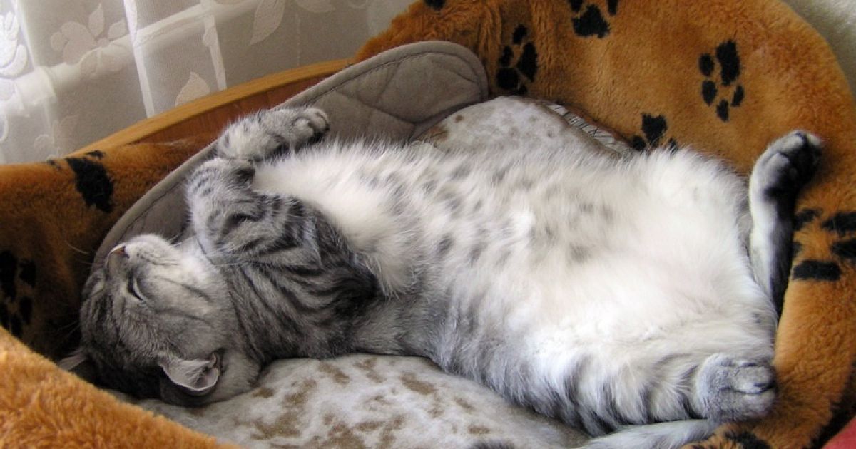 кошки