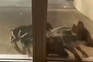 Дикие поросята в Энергодаре