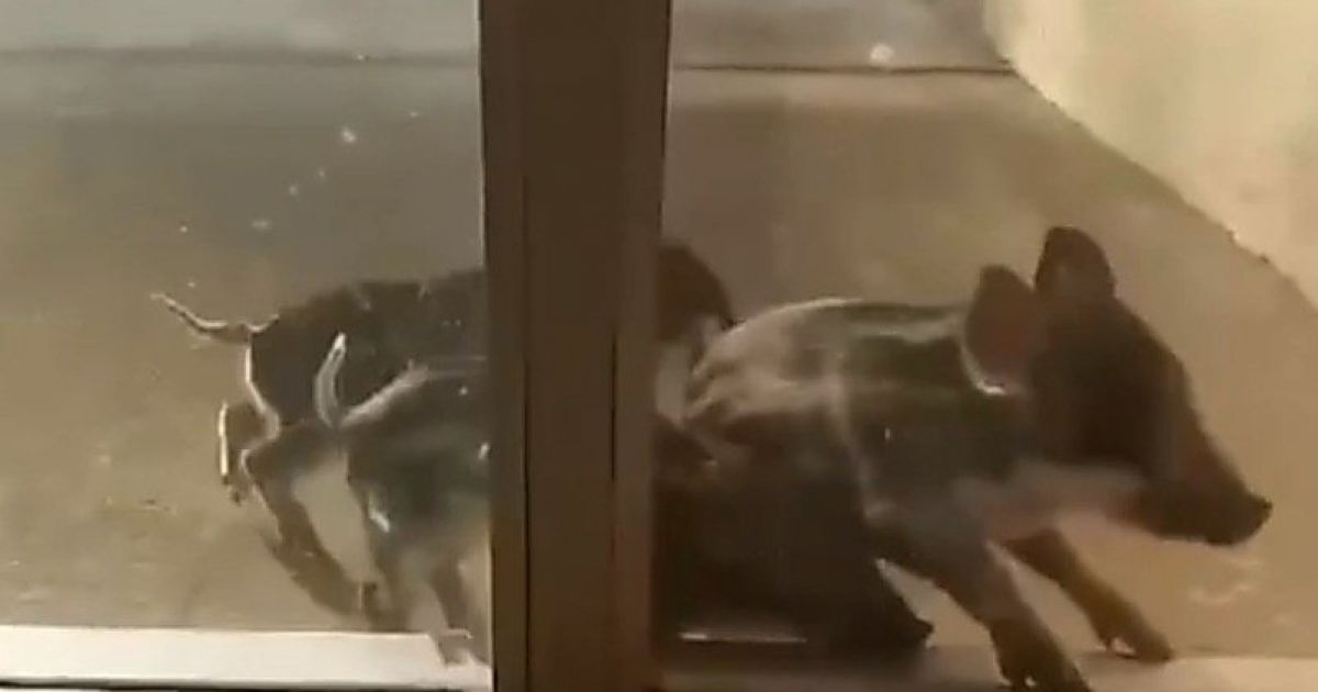 Дикие поросята в Энергодаре