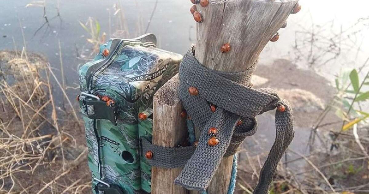 божьи коровки