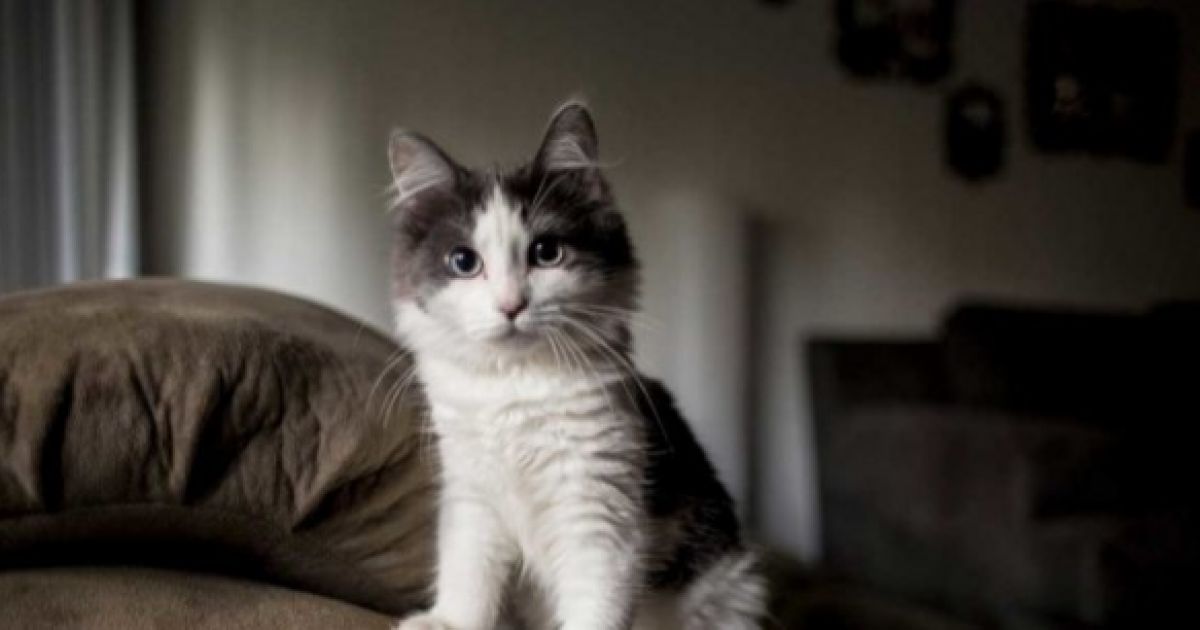 кошки
