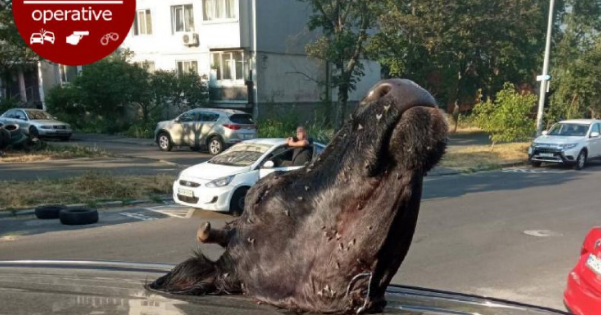 Голова коровы