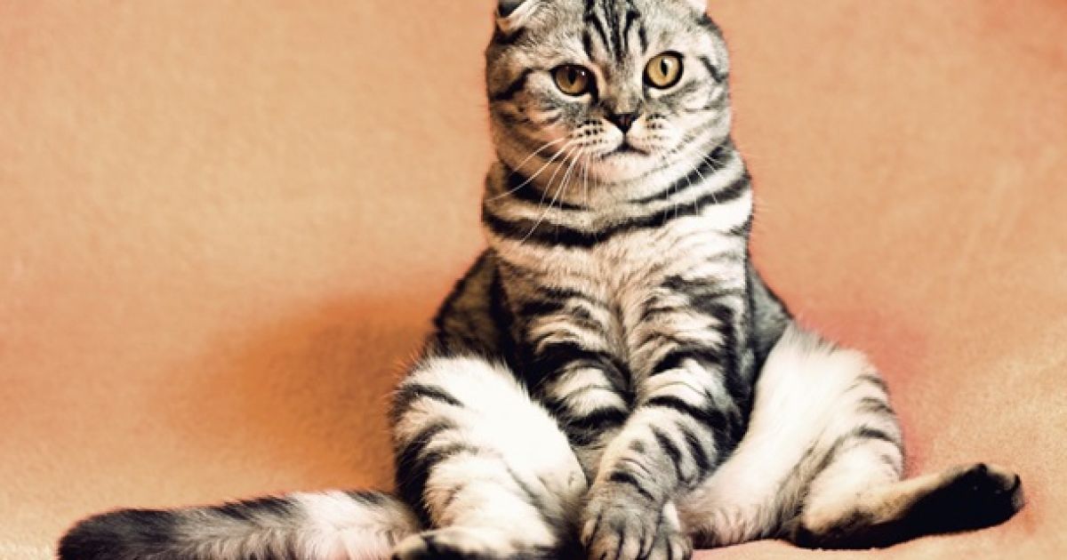 кошки