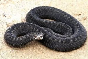 змея
