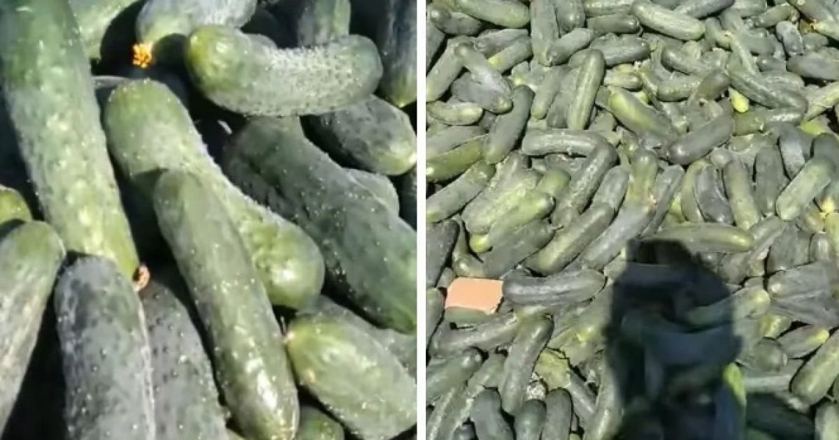 Огурцы