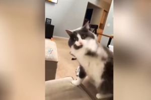 кот