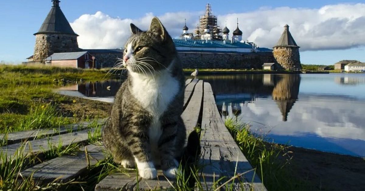 кошки