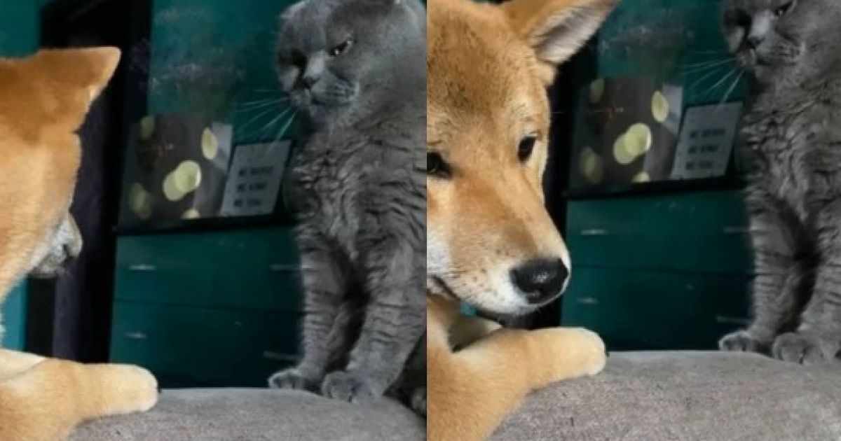 кошка и собака