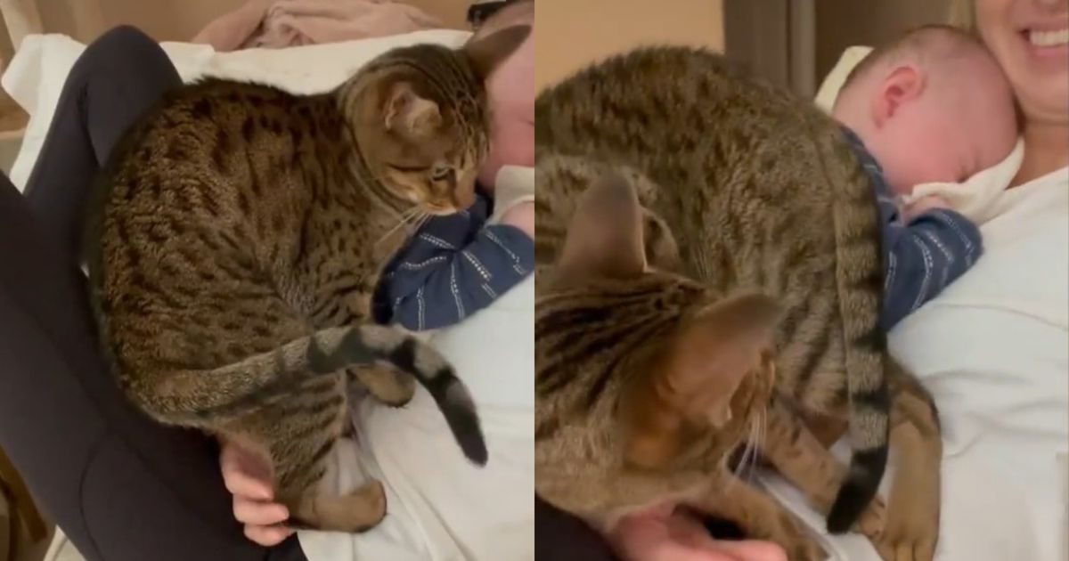 кошка