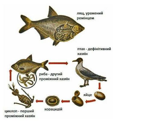 зараженная рыба