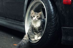 кот под машной