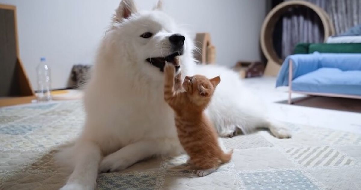 кот и собака