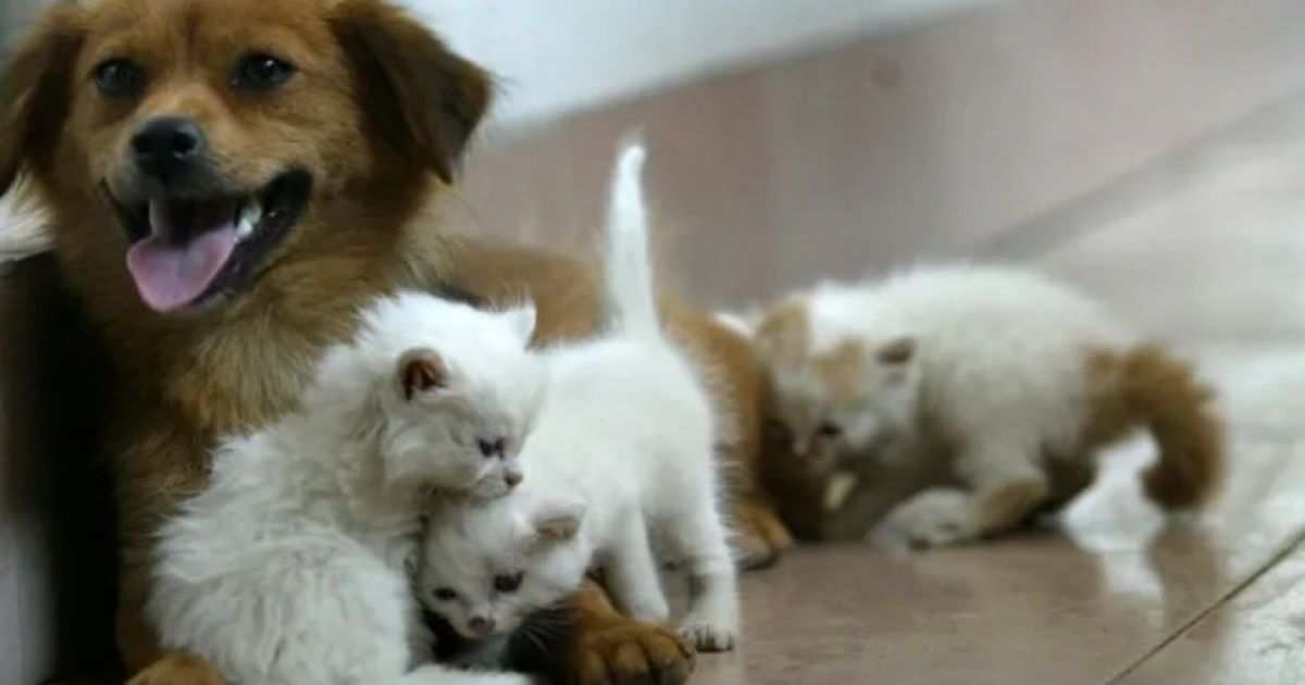 кошки