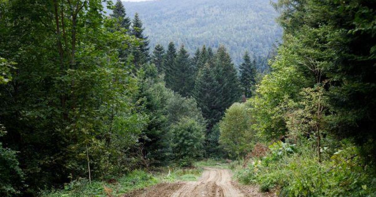 Карпаты