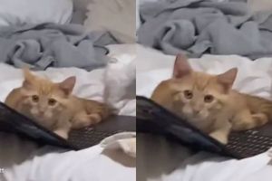 кот