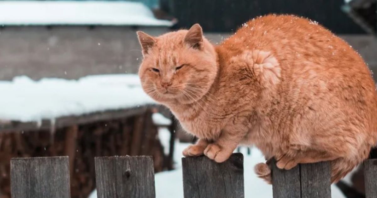 кошки