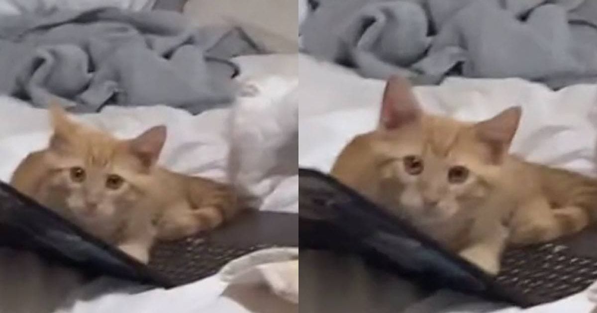 кот