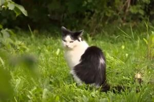 кот