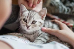 Натуральний сухий корм для котів Cat Chow
